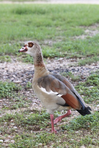 Egyptian Goose