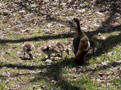 Egyptian Goose