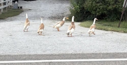 Domestic Mallard