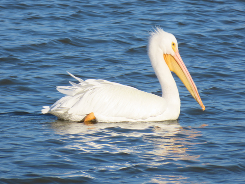 American White Pelican