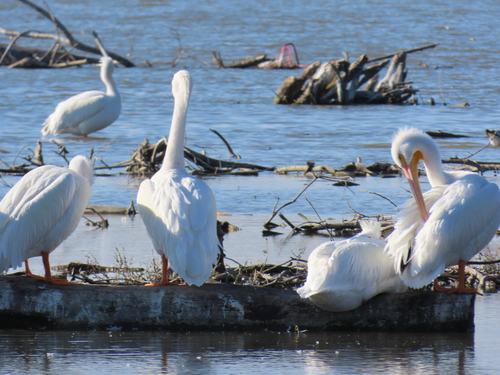 American White Pelican