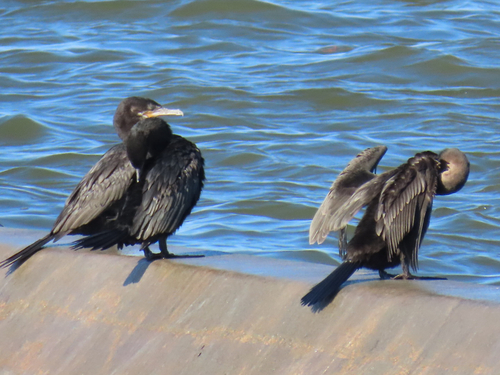 Neotropic Cormorant