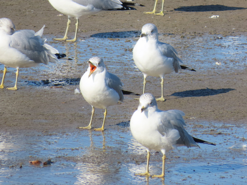 Ring-billed Gull