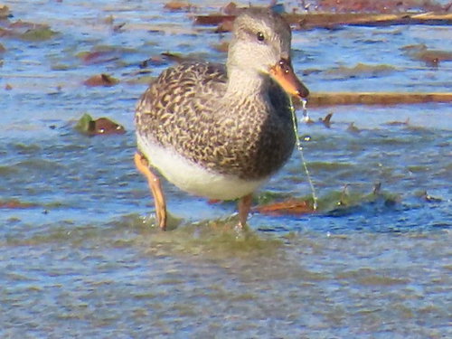 Gadwall