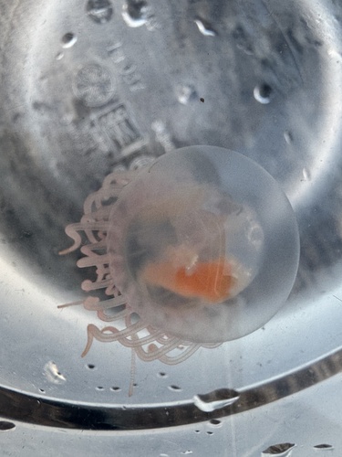 Curtained Jelly