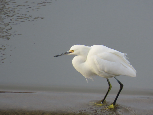 Snowy Egret