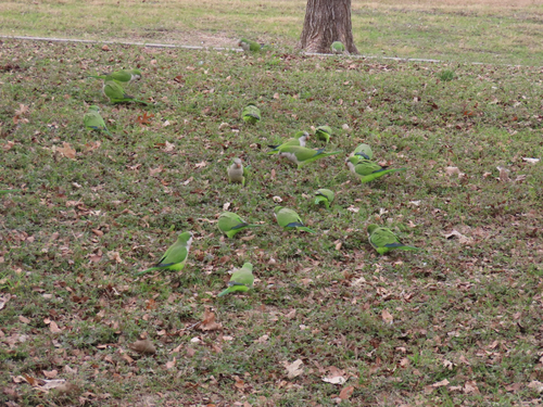 Monk Parakeet