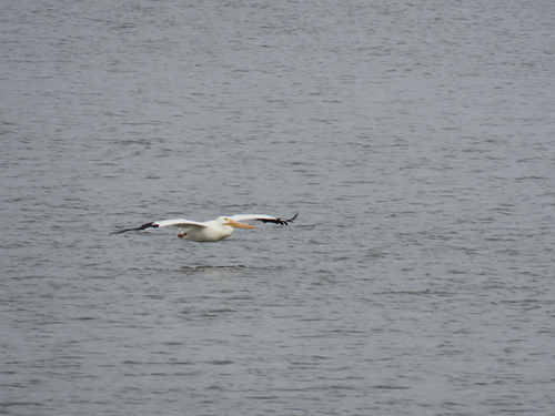American White Pelican