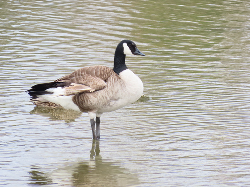 Canada Goose