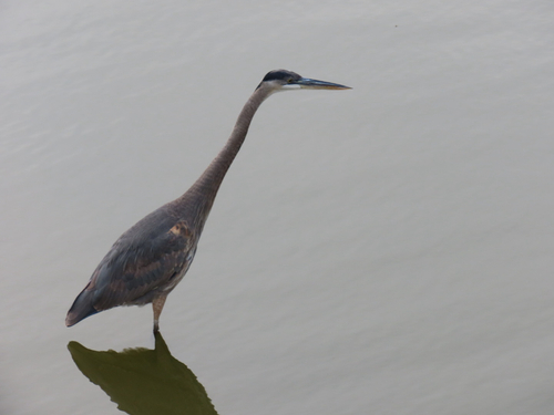 Great Blue Heron