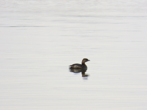 Pied-billed Grebe