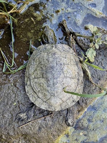 Pond Slider