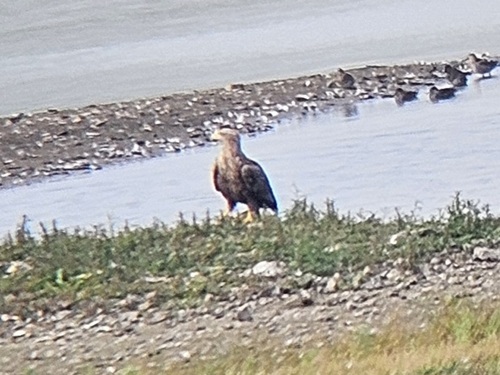 White-tailed Eagle