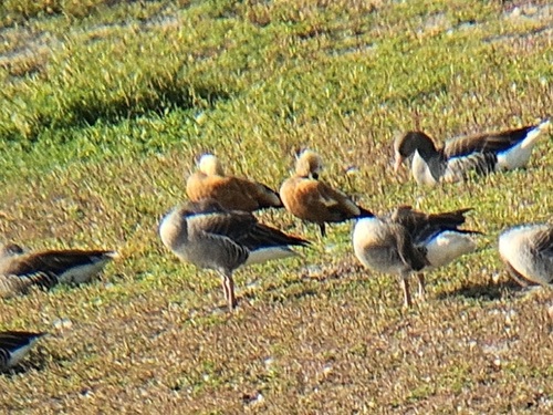 Ruddy Shelduck