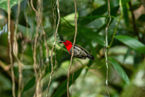 Crimson Sunbird