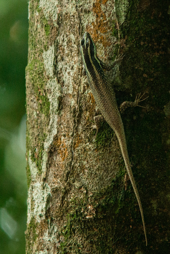 Borneo Skink