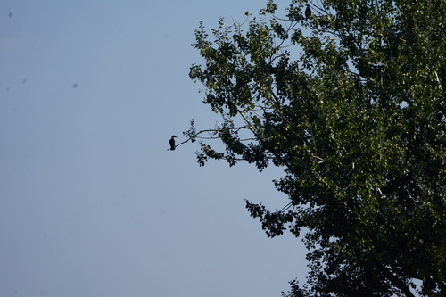 Great Cormorant
