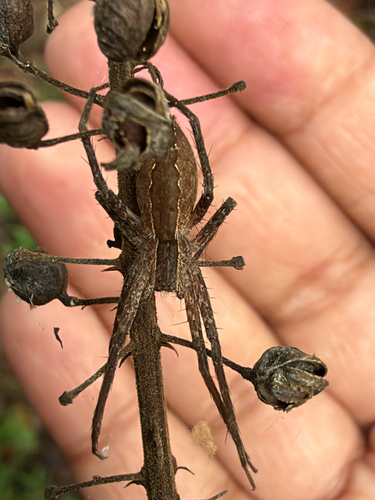 American Nursery Web Spider