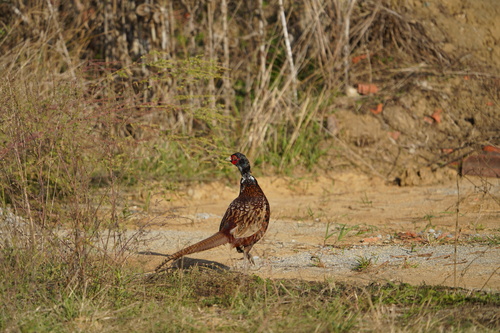 Ring-necked Pheasant