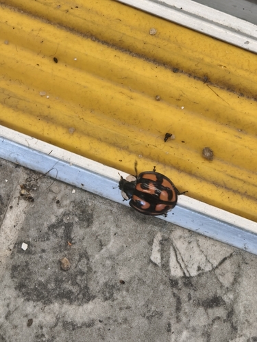 Aiolocaria hexaspilota