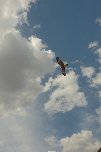 Square-tailed Kite