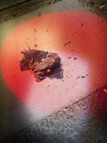 Western Toad