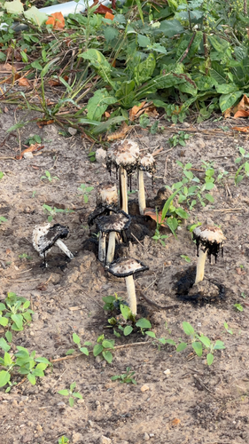 Shaggy Mane