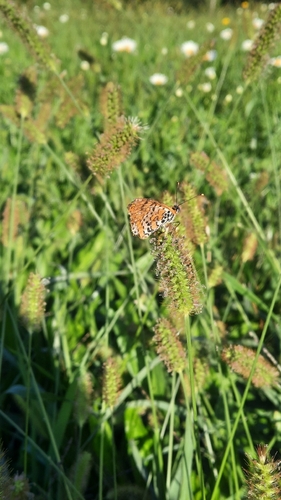 Spotted Fritillary