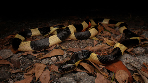 Banded Krait