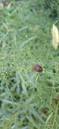 Forest Bug