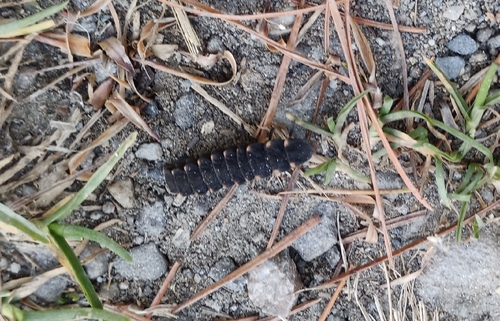 European Glow-worm
