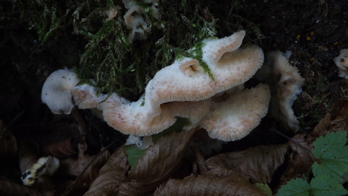 Trembling Crust