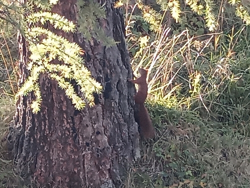 Eurasian Red Squirrel