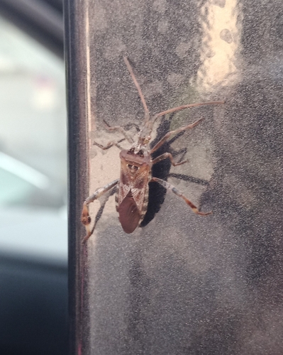 Western Conifer Seed Bug