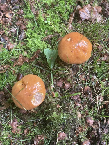 Larch Bolete