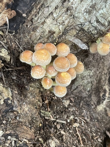 Sulphur Tuft