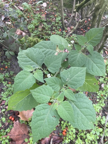 black nightshade