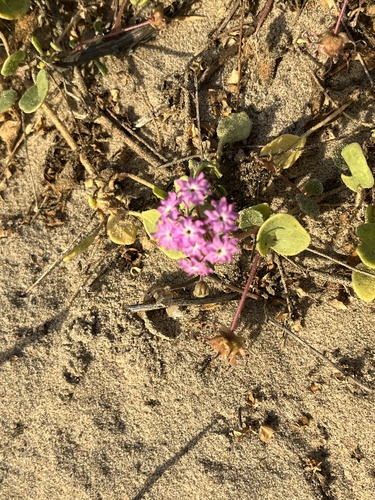 iNaturalist observation photo of Pink Sand Verbena