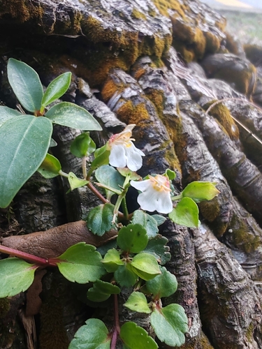Malaya Eyebright