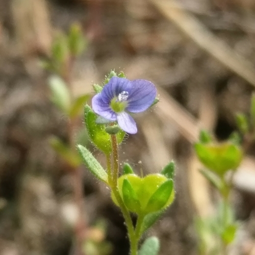 Veronica dillenii Crantz