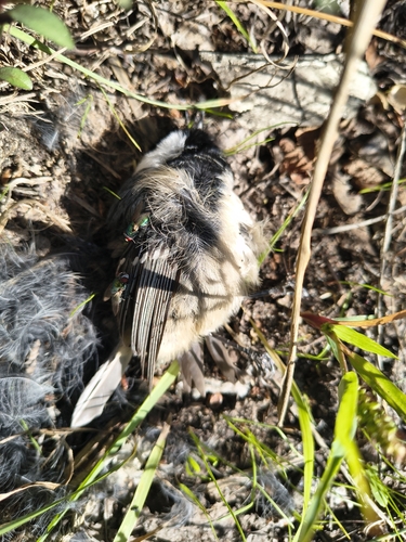 Coal Tit