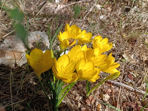 Winter Daffodil