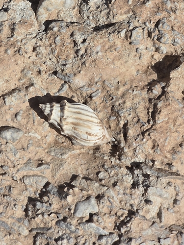 Melanopsis cariosa