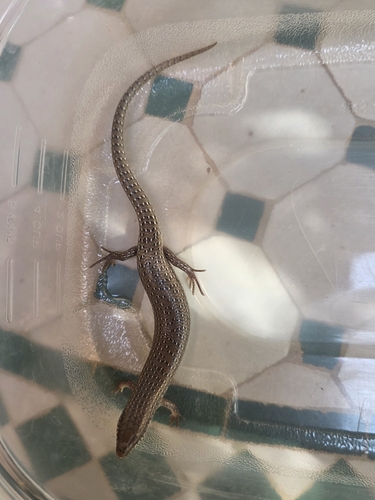 Ocellated Bronze Skink