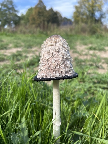 Shaggy Mane