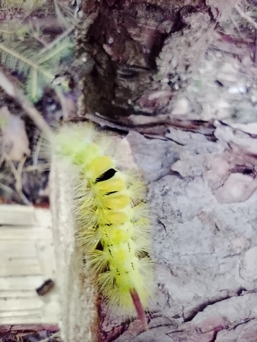 Pale Tussock Moth