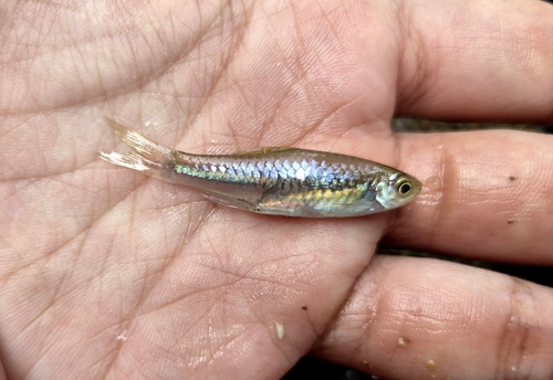 Rasbora paucisqualis