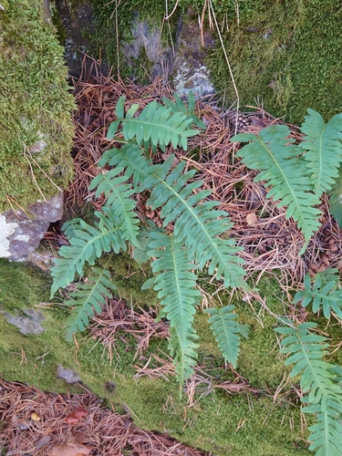 common polypody