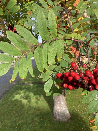 European mountain ash