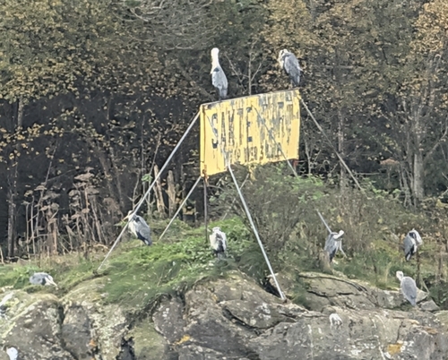 Grey Heron